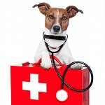 vetalia-veterinaire-a-domicile-premiers-secours