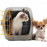 chaton en cage et chihuahua