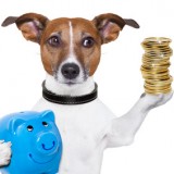 money saving dog