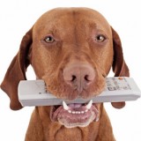 pure breed pointer dog holding remote control in mouth on white background