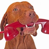 dog holding phone receiver