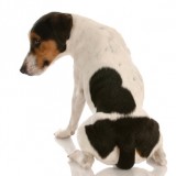 jack russel terrier with back to viewer and guilty expression