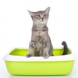 Cat sitting in litter box