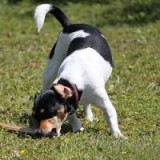 chien qui cherche