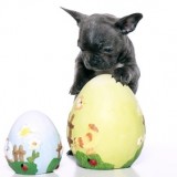 vetalia-chiot-urgence-chocolat