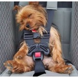 mal_de_transport_du_chien