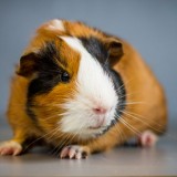 Glatthaarmeerschweinchen
