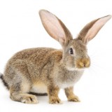 veterinaire nac paris