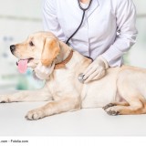 urgences veterinaires vetalia