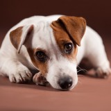 Puppy sad. Dog illness