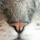 museau-chat-urgence-veterinaire