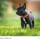 French bulldog puppy