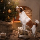 urgence-veterinaire-noel-chien