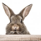 Hase