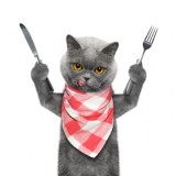 cat wants to eat and hold knife and fork