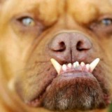 drole-de-face-de-chien