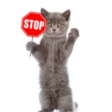 Cat holding stop sign. Isolated on white background
