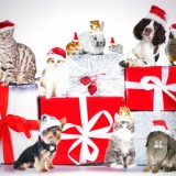 Haustiergruppe an Weihnachten isoliert