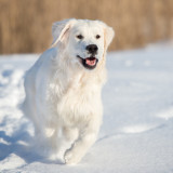 golden retriever dog running in the snow