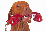 vetalia-veterinaires-a-domicile-reponse-telephonique1