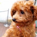 epilepsie chien