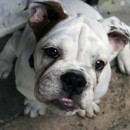 paralysie du chien