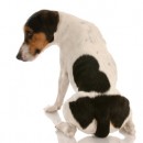 chien a mal au dos