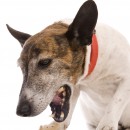chien qui vomit