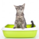 problème urinaire du chat