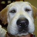 oedème de Quincke chien