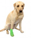 accident de chien
