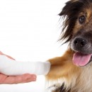 chien patte cassée