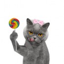 diabète du chat