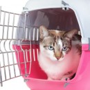 chat en cage