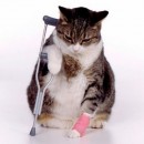 animal qui boite