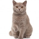 asthme chez le chat