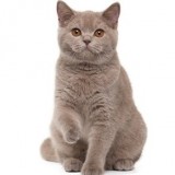 vetalia-urgence-veterinaire-asthme-chat