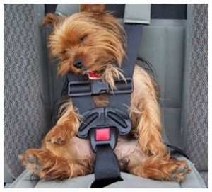 chien dort en voiture