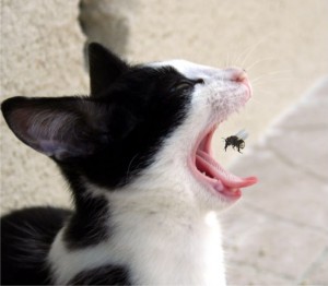 chat qui gobe une mouche