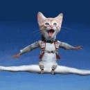 chat parachutiste