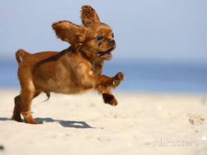 chiot sur la plage