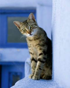 chat en bordure