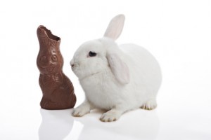 lapin et chocolat