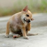 vetalia-chien-qui-se-gratte-aoutats