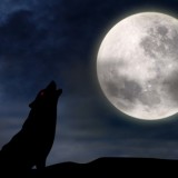 Wolf howling at full moon