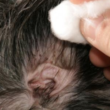 urgence-veterinaire-paris-oreille
