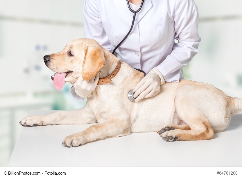 auscultation du chien