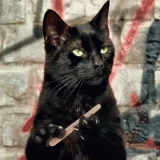 cat_10