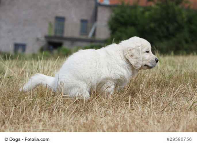 diarrhée du chien