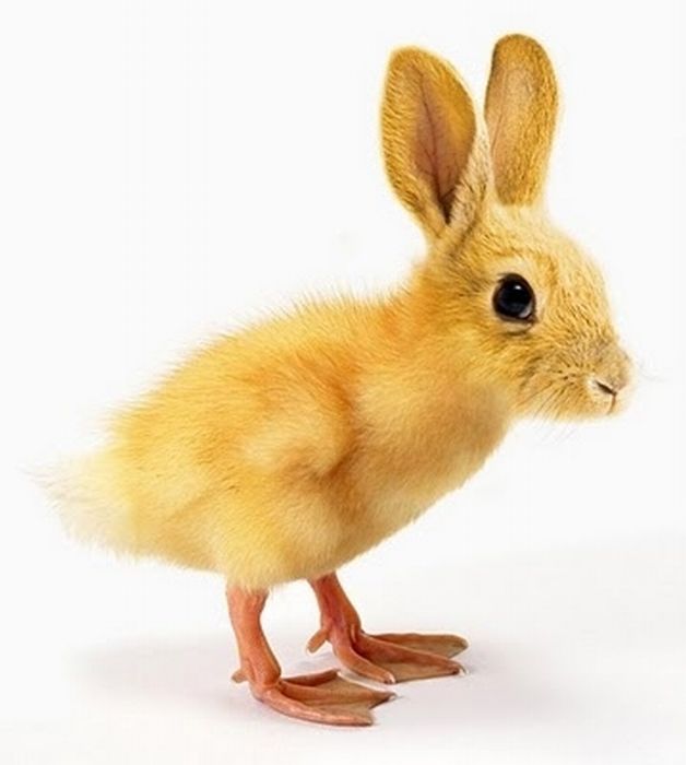 poussin lapin